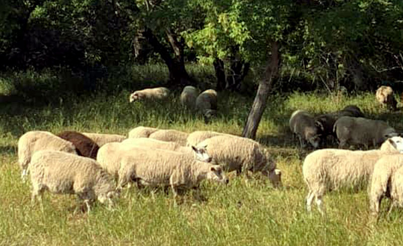 Ovejas del Fuerte Saskatchewan