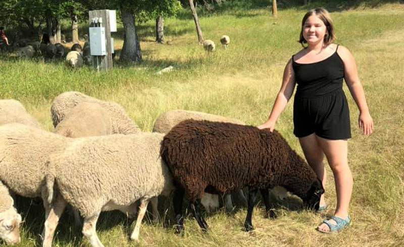 Moutons de Fort Saskatchewan