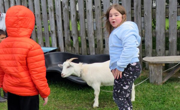 Ferme urbaine Pigtopia