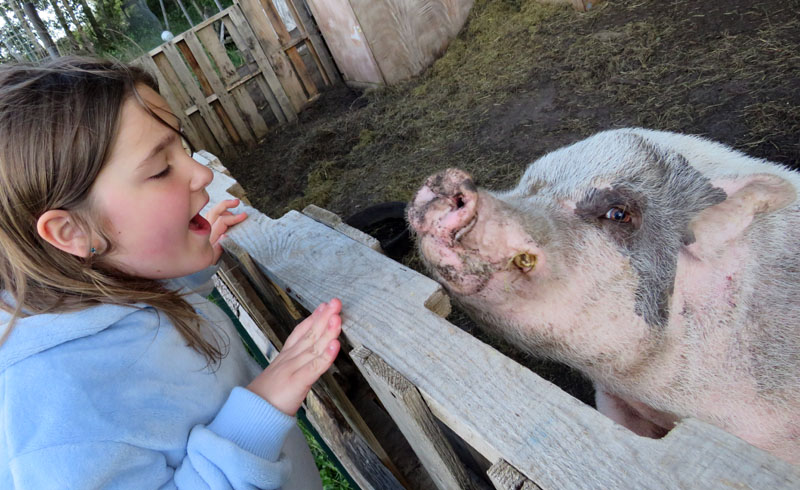 Ferme urbaine Pigtopia