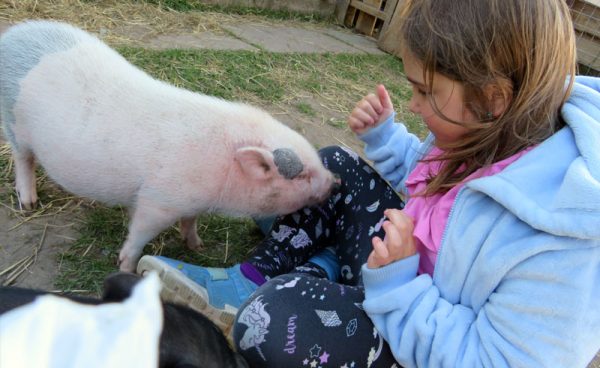 Städtische Farm Pigtopia