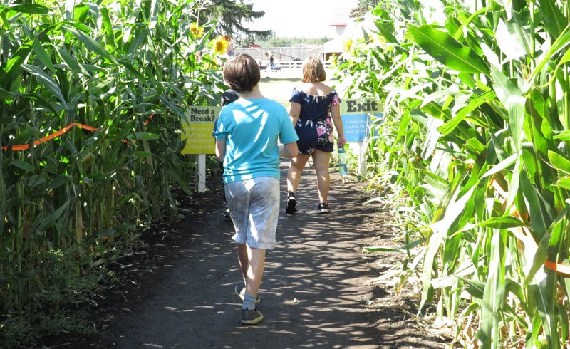 Labyrinthe de maïs d'Edmonton