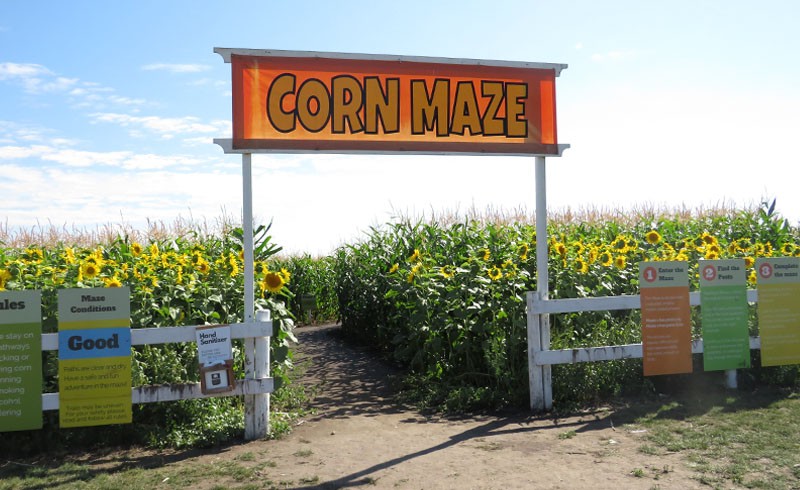 Edmonton Corn Maze