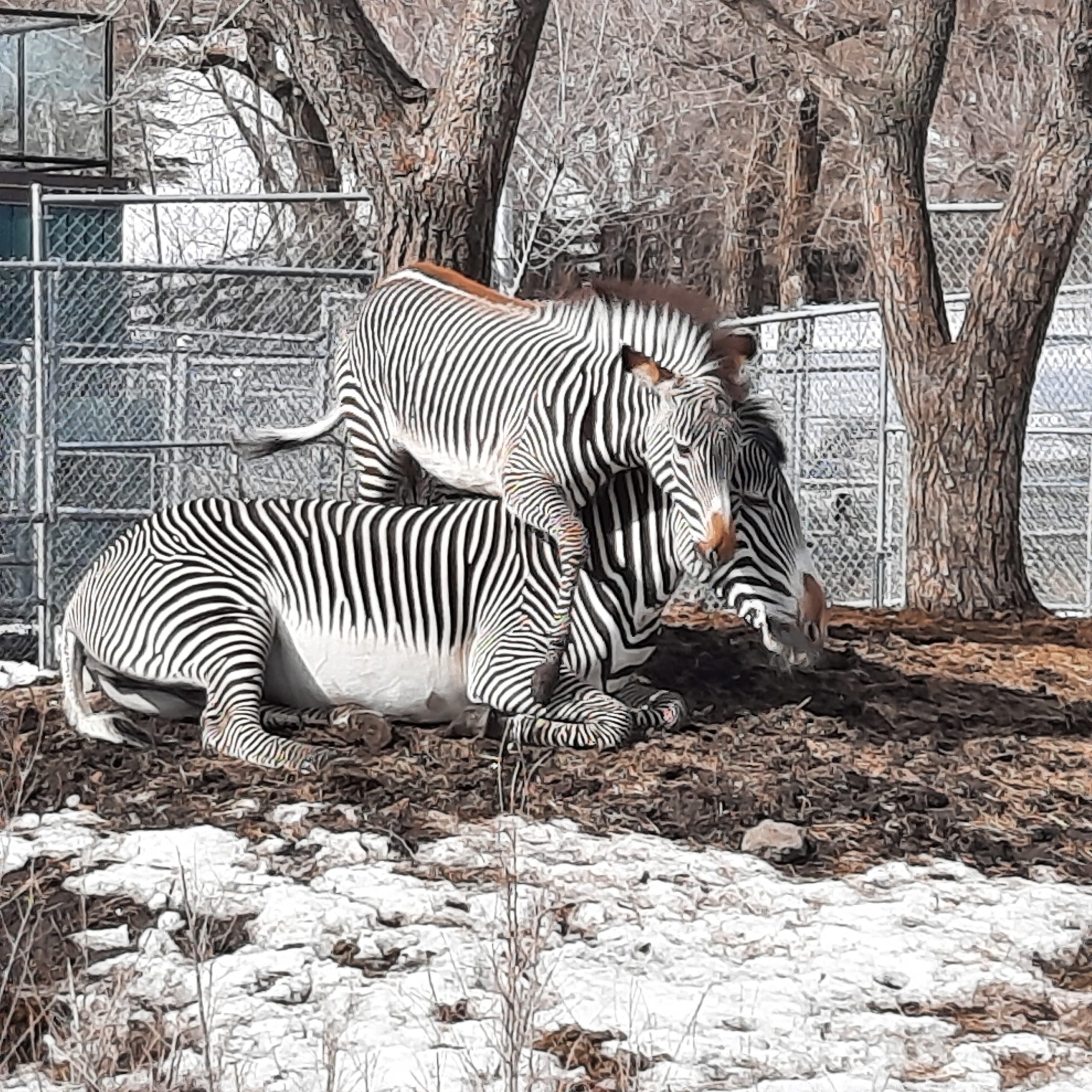 Mother's Day at the Edmonton Valley Zoo