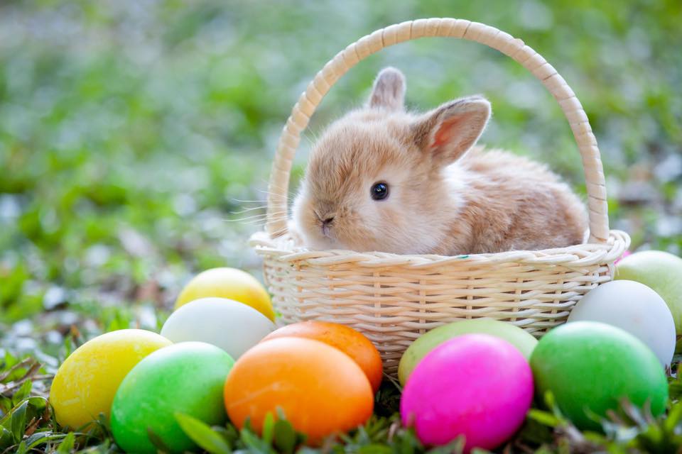 Événement lapins et bonnets