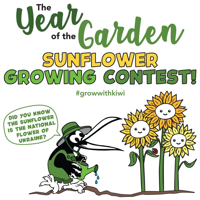 Kiwi Nurseries Kids Sunflower Growing Contest