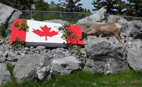 Día de Canadá Zoológico del Valle de Edmonton