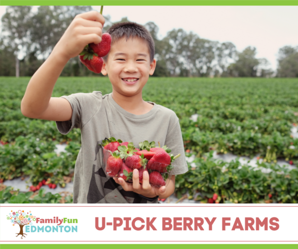 Fazendas U-Pick Berry