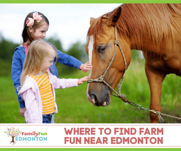 Farm Fun Near Edmonton