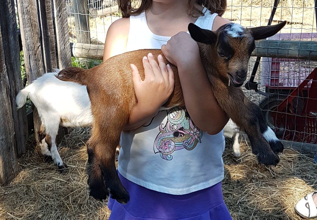 Laissez-passer de découverte des animaux de Prairie Gardens