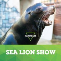 Espectáculo de leones marinos sobre vida marina en West Edmonton Mall