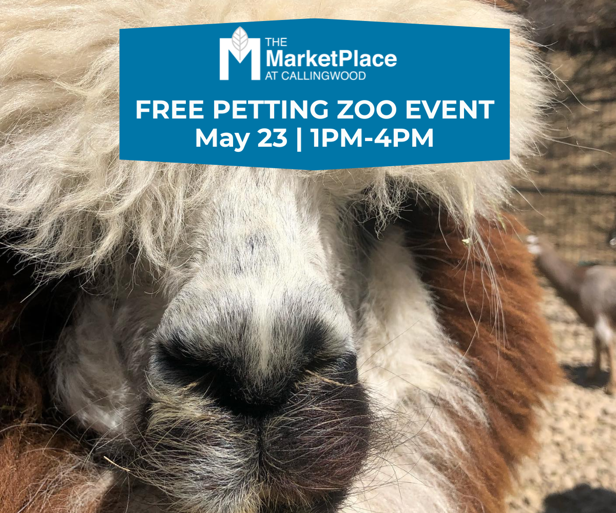 Free Petting Zoo Event at the MarketPlace at Callingwood - Alpaca Face (Family Fun Edmonton)