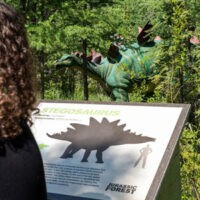 Ouverture de la saison de la forêt jurassique