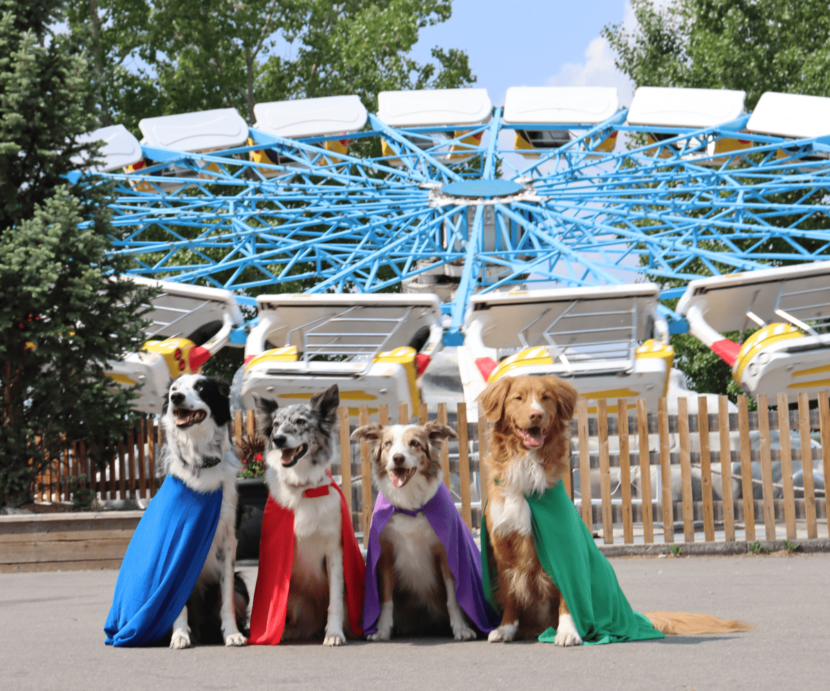 Calaway Park Superdogs