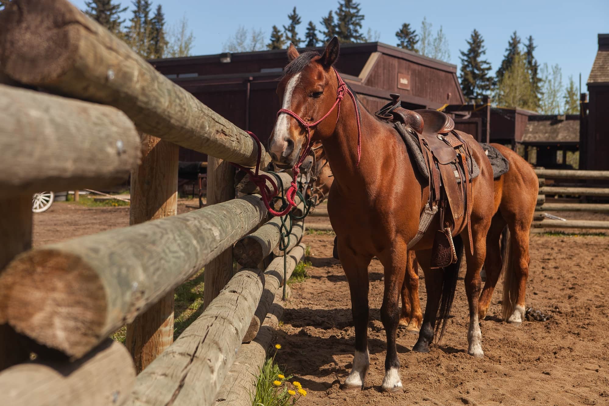 Heritage Ranch Rothirsch