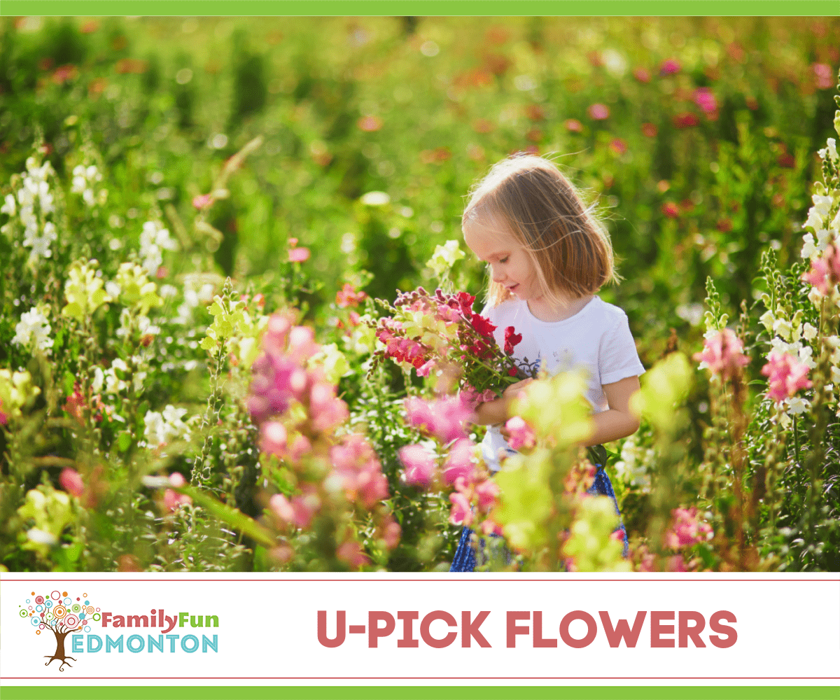 Autocueillette de fleurs dans la région d'Edmonton