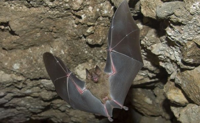 Morcego frugívoro do zoológico de Edmonton Valley
