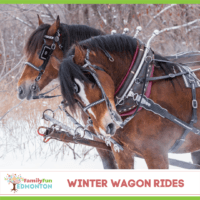 Miniaturansicht der Winterwagen- und Schlittenfahrten in Edmonton