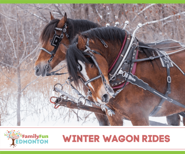 Winterliche Kutschen- und Schlittenfahrten in Edmonton