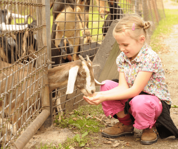 Cabra do zoológico de animais de estimação Callingwood Kidszone