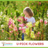 U-Pick Flowers Thumbnail