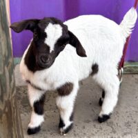 Baby Goat at Sassy G's Adventure Farm (Family Fun Edmonton)