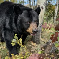 Black Bear at Discovery Wildlife Park (Family Fun Edmonton)