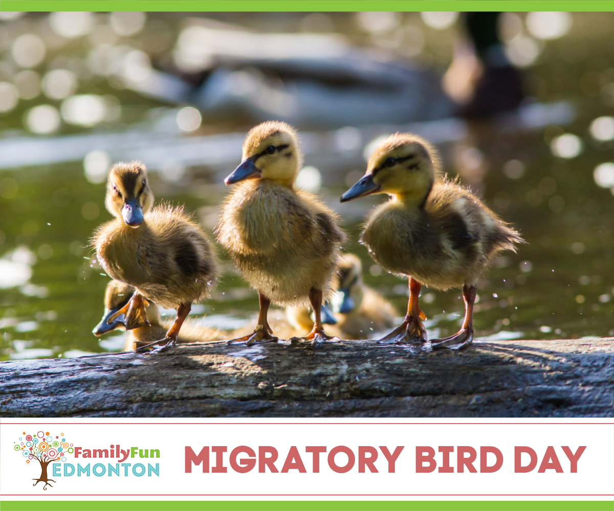 World Migratory Bird Day Events
