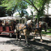 Historic Festival and Doors Open Edmonton Horse and Carriage_Thumbnail