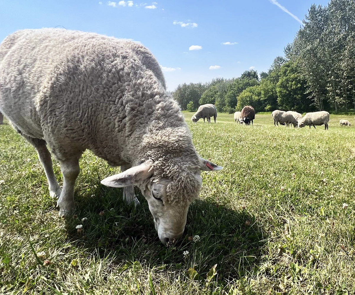 Fort Saskatchewan_Legacy park Sheep