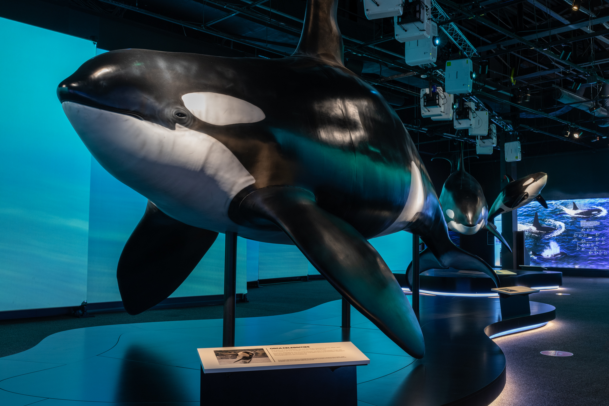 Royal Alberta Museum_Orcas Exhibit