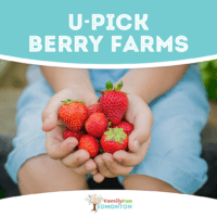 Berry Picking