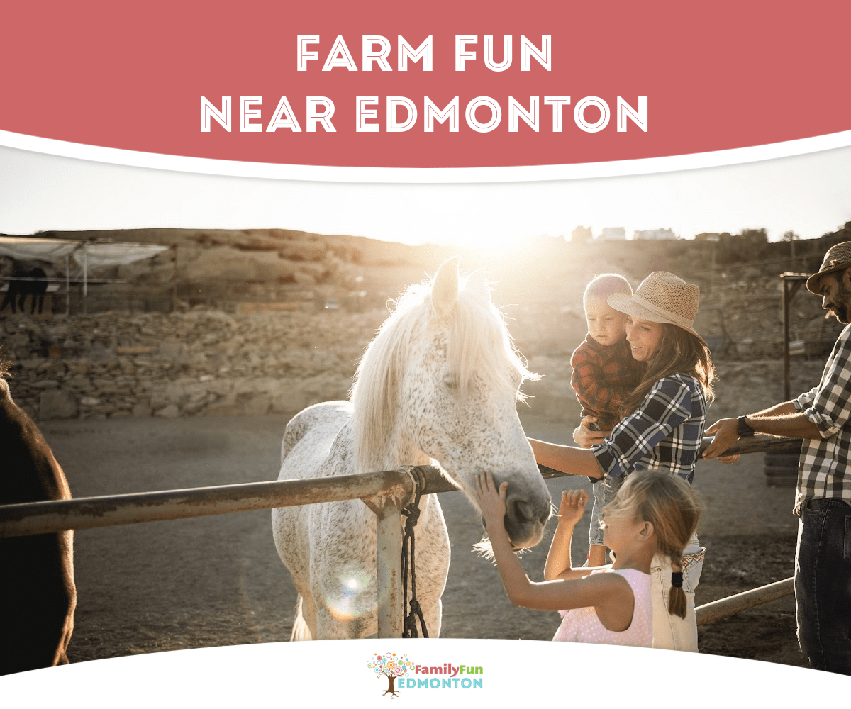 Where to Find Farm Fun Near Edmonton