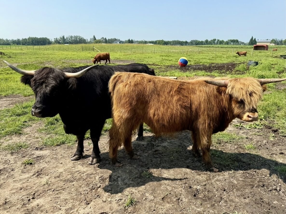 Visit Highland Cows at Double H Genetics