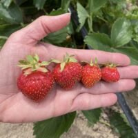 Somerset Farms U-Pick Strawberries