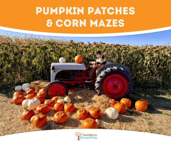 Pumpkin Patches & Corn Mazes Near Edmonton