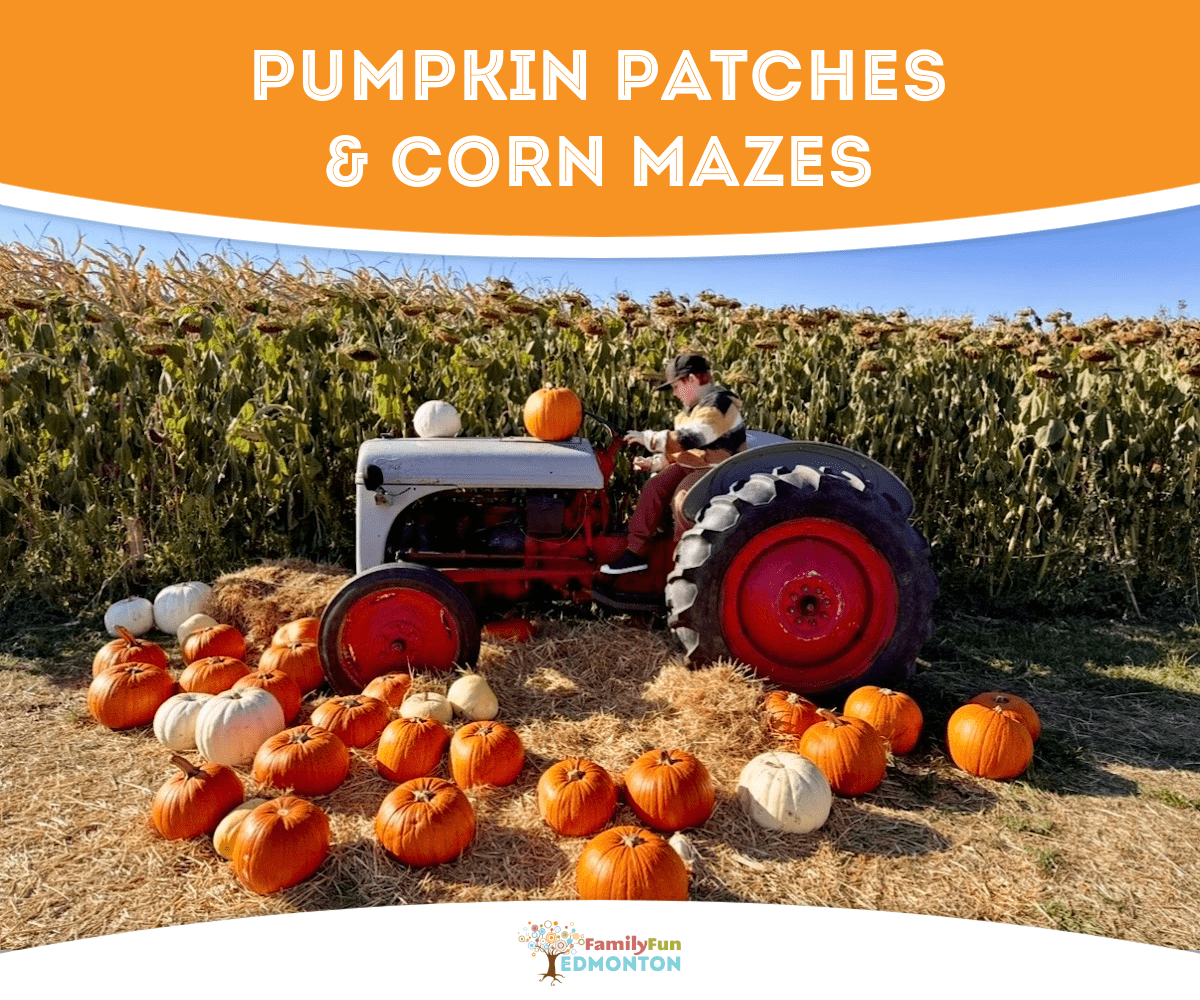 Pumpkin Patches & Corn Mazes Near Edmonton