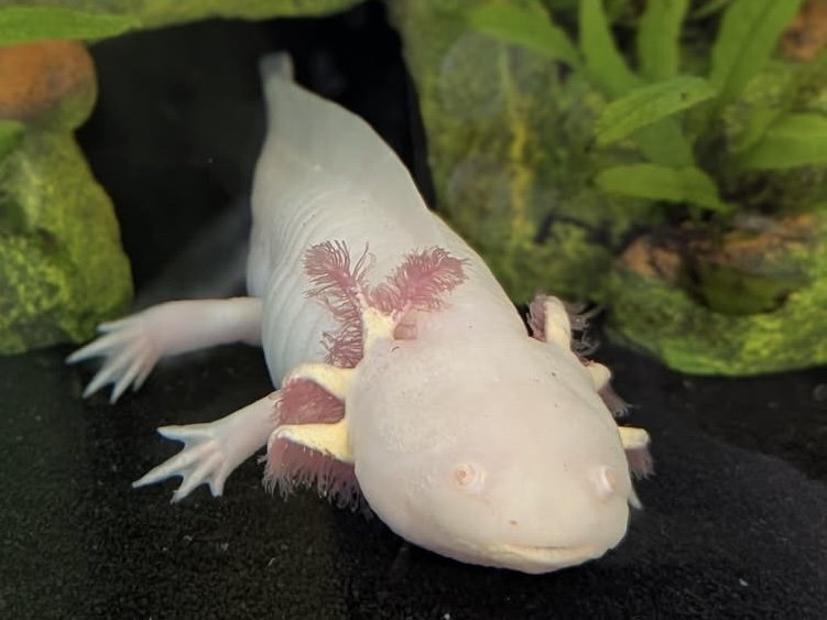 A Few Hours Well Spent - Axolotl