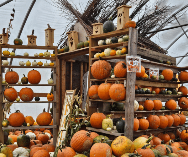 Haunted Pumpkin Festival at Prairie Gardens Adventure Farm