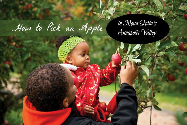 How to Pick an Apple in Nova Scotia's Annapolis Valley