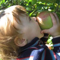 apple sampling