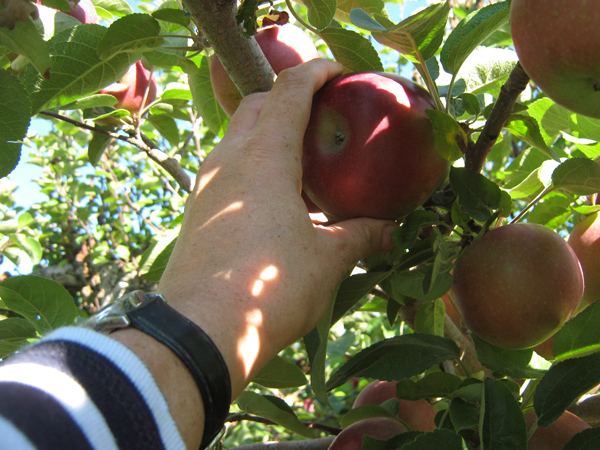 fun places to go apple-picking Wolfville