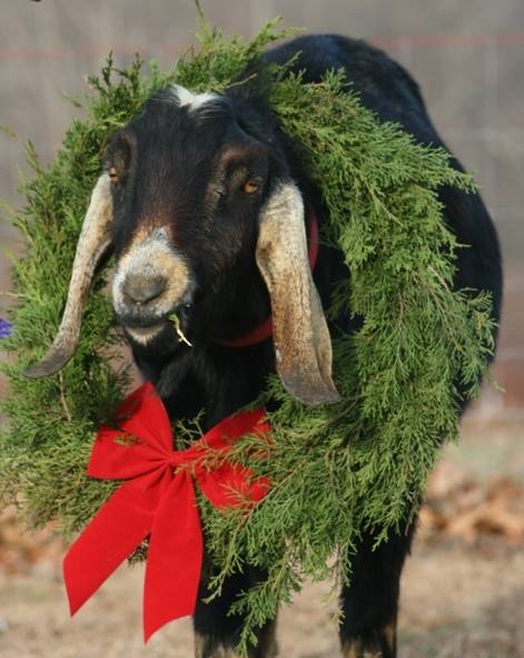 Hatfield Farm Christmas