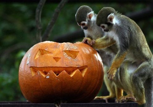 Shubenacadie Halloween Party