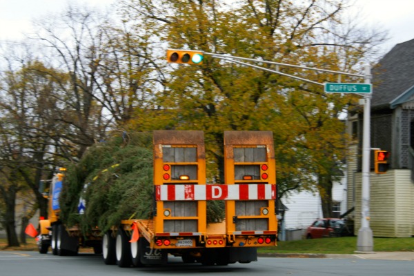 Nova Scotia Tree für Boston Auf Wiedersehen