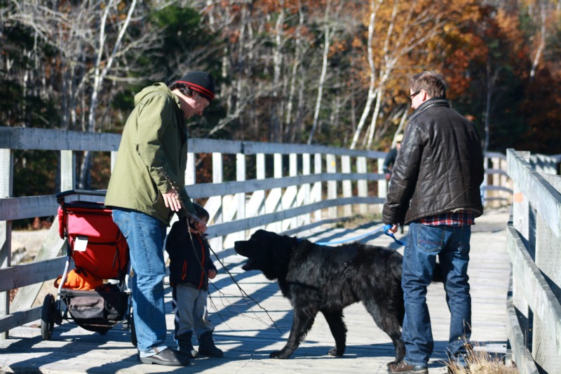 St Margaret's Bay Trail bridge dog