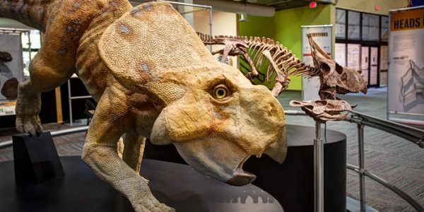 Dinosaur Discoveries: Ancient Fossils, New Ideas