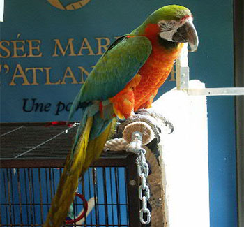 L'anniversaire de Merlin le perroquet au Musée maritime de l'Atlantique