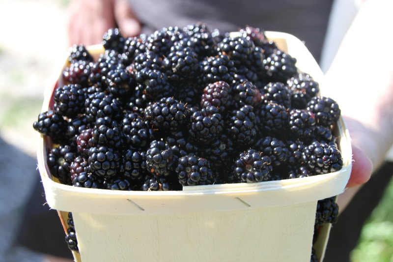 blackberry picking in Nova Scotia photo by Debbie Malaidack