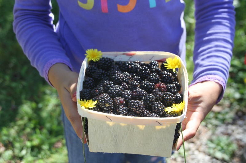 blackberry picking in Nova Scotia